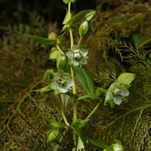 Swertia pubescens